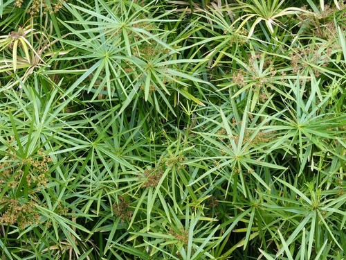 Cyperus alternifolius subsp. flabelliformis image