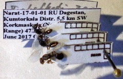 Tetramorium chefketi