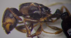 Tetramorium chefketi