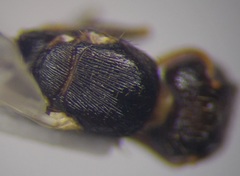 Tetramorium chefketi