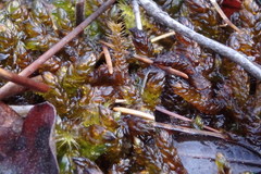 Scorpidium scorpioides