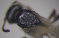 Tetramorium chefketi