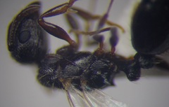 Tetramorium chefketi