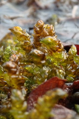 Scorpidium scorpioides