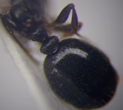Tetramorium chefketi