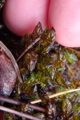 Scorpidium scorpioides