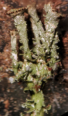 Cladonia phyllophora