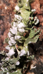 Cladonia phyllophora