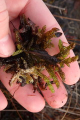 Scorpidium scorpioides