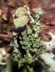 Cladonia phyllophora