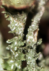Cladonia phyllophora