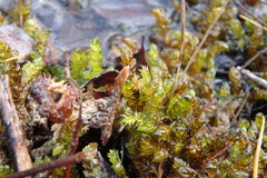 Scorpidium scorpioides
