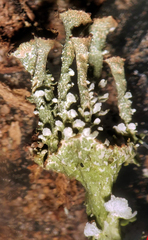 Cladonia phyllophora