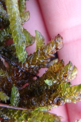 Scorpidium scorpioides