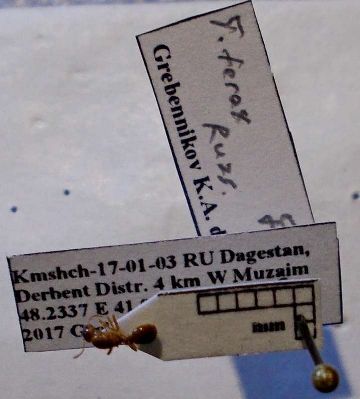 Tetramorium ferox