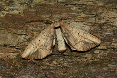 Sorocaba carmelitaria