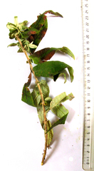 Buddleja salviifolia