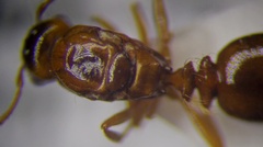 Tetramorium ferox