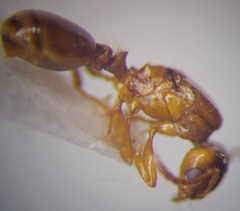 Tetramorium ferox
