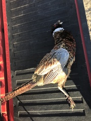 Phasianus colchicus torquatus