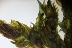 Scorpidium scorpioides