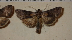Abrostola asclepiadis