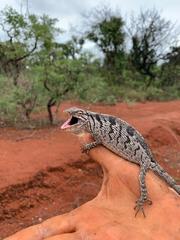 Polychrus acutirostris