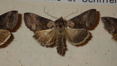 Abrostola asclepiadis