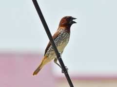 Lonchura punctulata