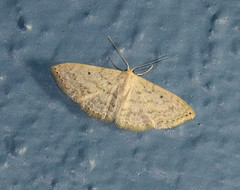 Scopula benitaria