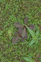 Euphorbia khandallensis