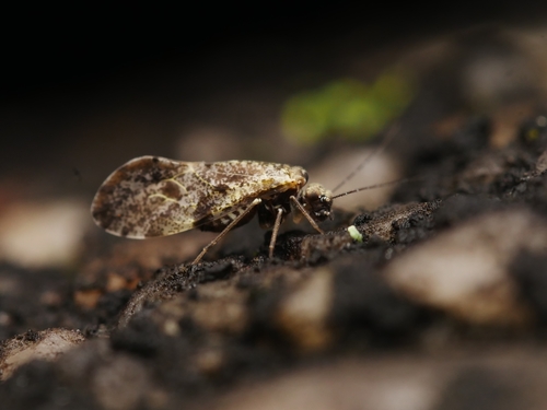 Loensia variegata (Latreille, 1799)