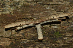 Sorocaba carmelitaria