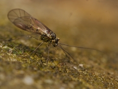 Mesopsocus immunis