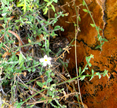 Chaenostoma caeruleum