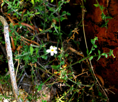 Chaenostoma caeruleum