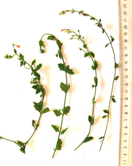 Chaenostoma caeruleum