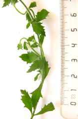 Chaenostoma caeruleum