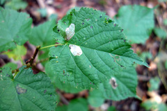 Phyllonorycter issikii