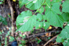 Phyllonorycter issikii