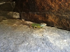 Lacerta schreiberi