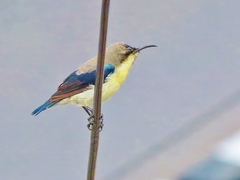 Cinnyris asiaticus