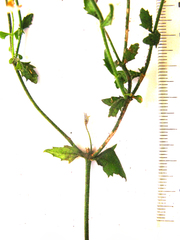 Chaenostoma caeruleum