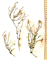 Chaenostoma caeruleum