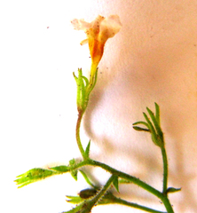 Chaenostoma caeruleum