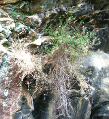 Chaenostoma caeruleum