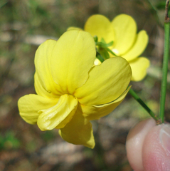 Jasminum nudiflorum