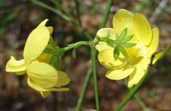 Jasminum nudiflorum
