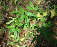Jasminum nudiflorum
