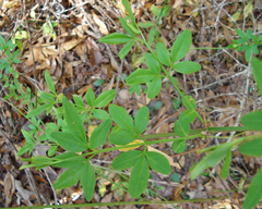 Jasminum nudiflorum